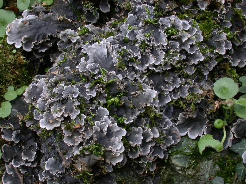 Peltigera praetextata